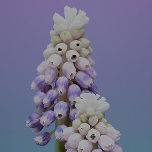 Meet your Posher, Celina